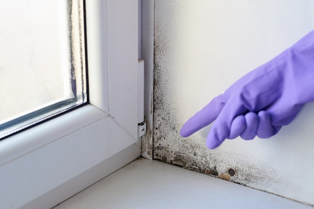 mould