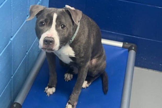 Dog shelter Queeni the dog abandoned with handwritten note 2026