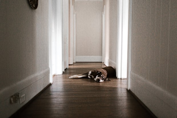Dog lying down inside