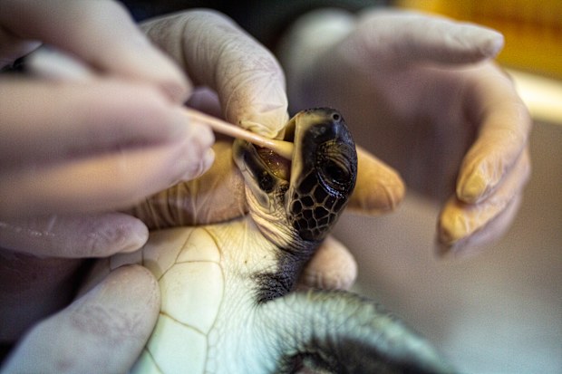 Mayonnaise provides miracle for endangered turtles in Israel | Nine.com.au
