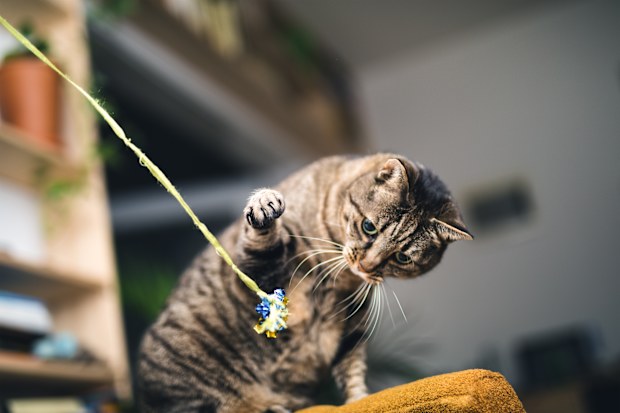 Domestic Short Hair