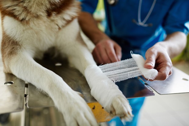 Pet first aid