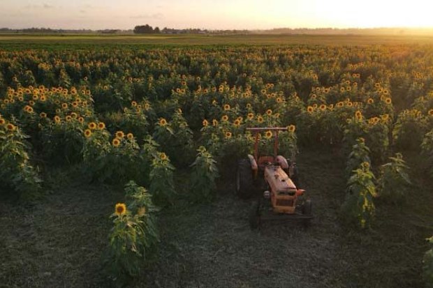 Flower fans will soon be able to pick their own blooms near Sydney,Hunter Valley Sunflowers has announced it's opening for the summer, with the fields packed full of yellow stems.
It's also set to be a popular spot to head for a Instagram photoshoot, with fields of vivid yellow flowers providing a perfect backdrop. 