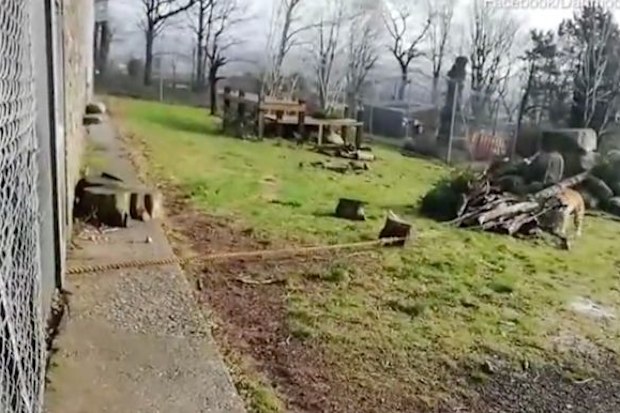 The'Human vs Beast Experience’ 