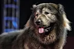 <p>Before we get stuck into specific breeds we thought it best to give an honourable mention to Cadabomb Okami. </p><p>This pup is the first of it's kind, being a cross between a Caucasian Shepard and a wolf. </p><p>He was sold to a dog enthusiast in India and as of Febraury 2025, is the most expensive dog in the world. </p><p>Cadabomb Okami sold for a whopping ﻿$9 million!</p><p>Now, onto some more realistic breeds. ﻿</p>