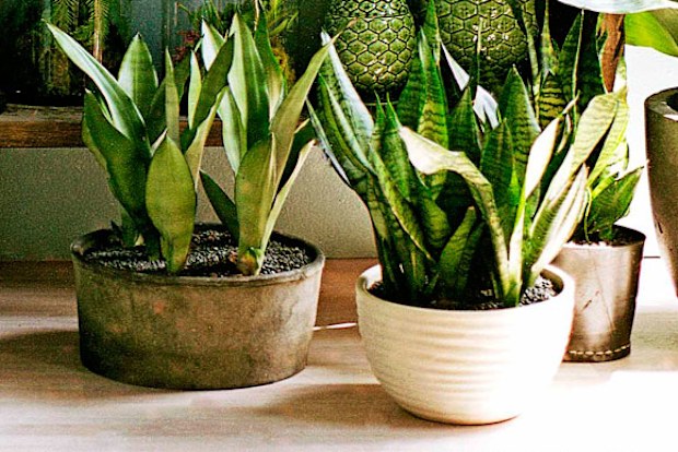 philodendron cuttings for sale large rooted philodendron spiritus sancti (Regular)