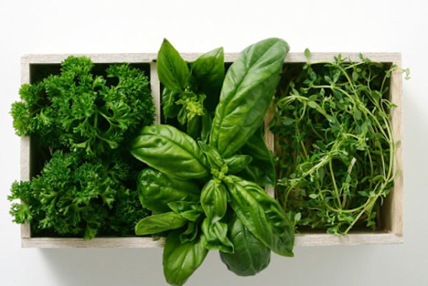 Herbs