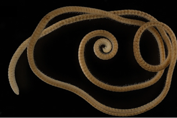 The leggiest animal on the planet was discovered in Western Australia