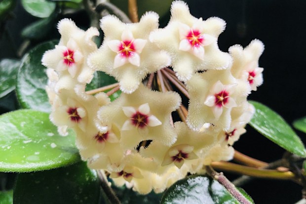 Hoya Mathilde indoor plant