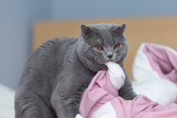cat sucking fabric