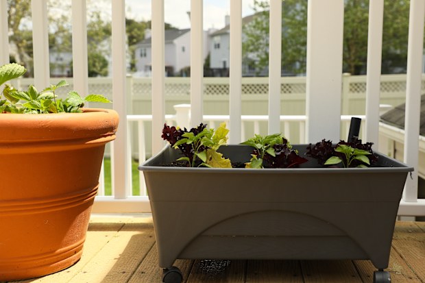 lettuce container gardening