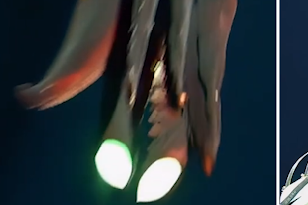 Squid