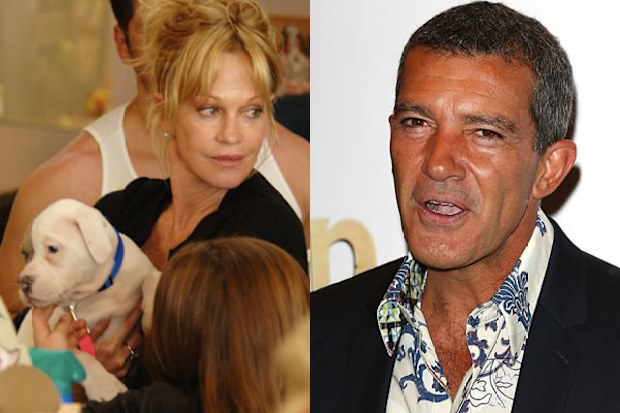 Melanie Griffith and Antonio Banderas in custody battle... over their dogs!