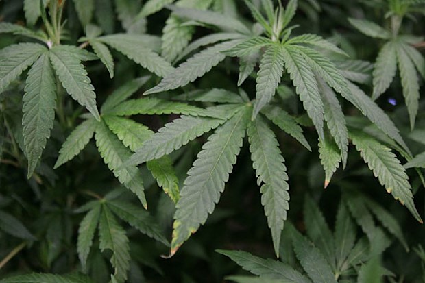 weed