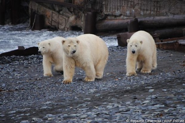 The polar bears have shown aggressive behaviour, fighting over food - Viktor Nikiforov / WWF Russia