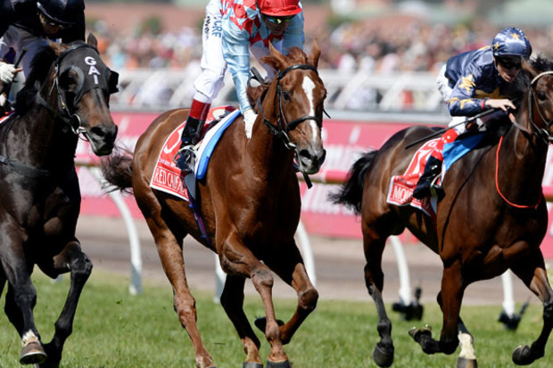 Three-time Melbourne Cup runner-up Red Cadeaux. (Supplied)