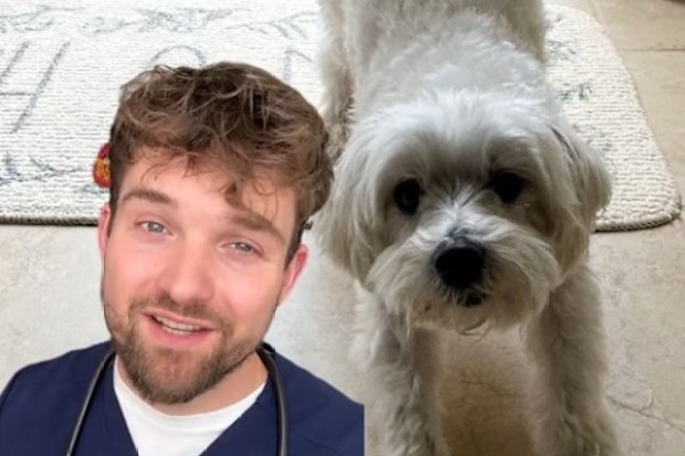 Dr Alex Crow shares why your dog stretched when they see you