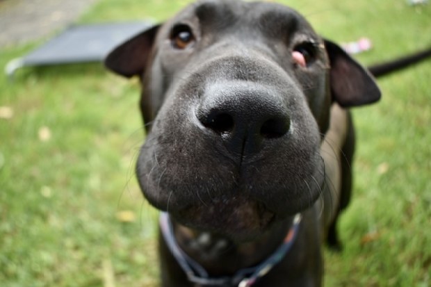 RSPCA Adopt a pet: Sharpy