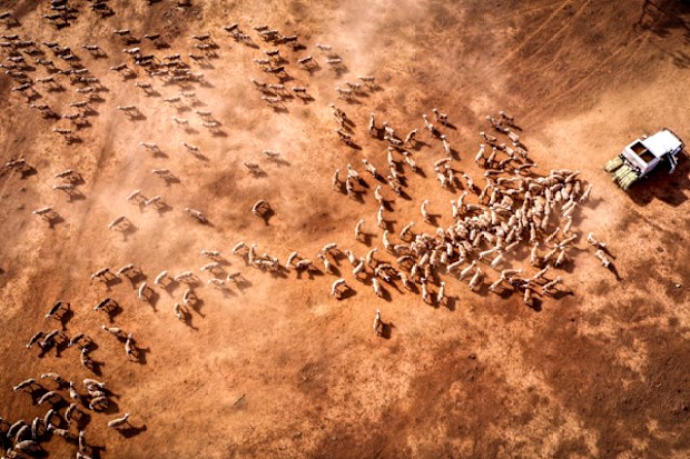 Australian farmer Richard Gillham drives his truck across a drought-affected paddock as he feeds his sheep on his property 'Barber's Lagoon' located on the outskirts of the north-western New South Wales town of Boggabri, Australia