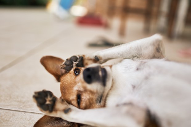 Dog lying down and playing