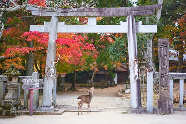 Deer at Nara Park in Japan.