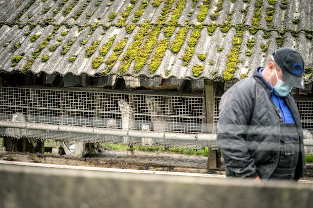 Mink breeder Thorbjoern Jepsen walks by minks in their enclosure, at his mink farm in Gjoel, Denmark