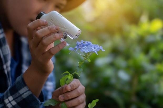 Asian boy holds mini or portable microscope and looking down through lens to see details, stem, pattern, tiny particles of leaf to learn and report knowladge to science subject at school.