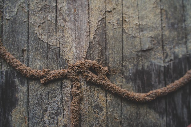 Termite mud tubes