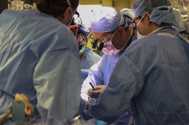 The first pig kidney has been transplanted into a living person. But we ...