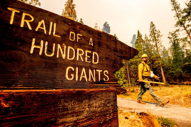 The fires already have burned into several groves containing trees as tall as 61 metres and 2000 years old.