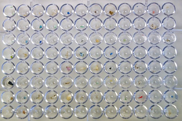 Microplastics found in sea species at the Hellenic Centre for Marine Research are stored in containers on July 15, 2025 in Anavissos near Athens, Greece.