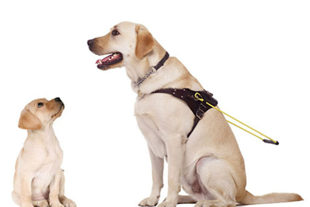 Sponsoring a pup can help those with low vision or blindness navigate life more easily.