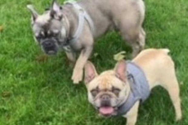 Roxie and Bear
