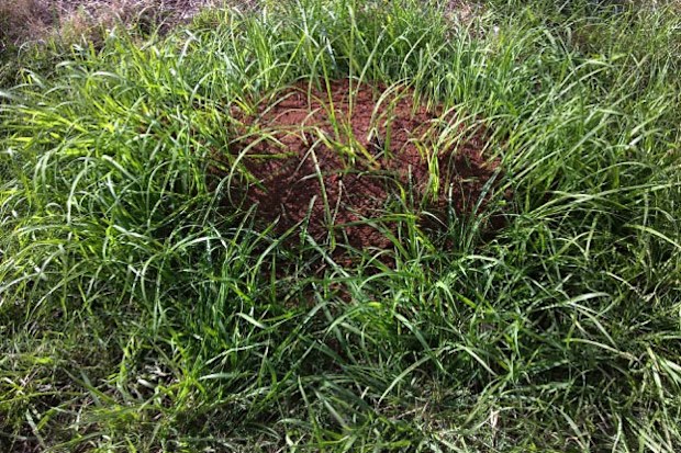 A fire ant nest in Queensland.
