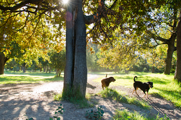 Darebin Parklands.