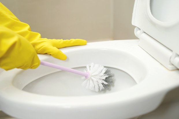 toilet brush used to clean toilet bowl