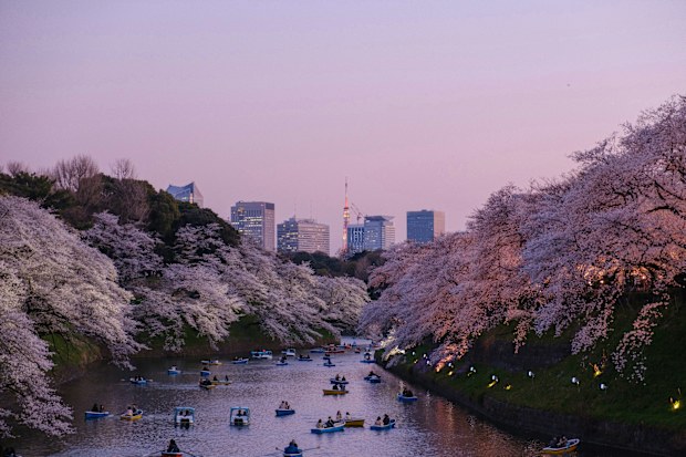 Cherry blossoms