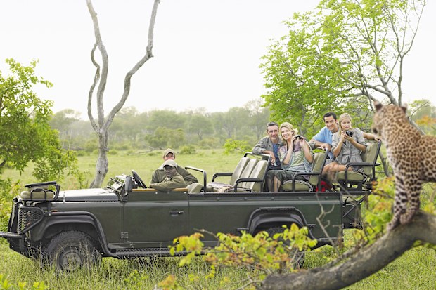 Side view of tourists in jeep looking at cheetah lying on log
