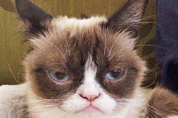 grumpy cat