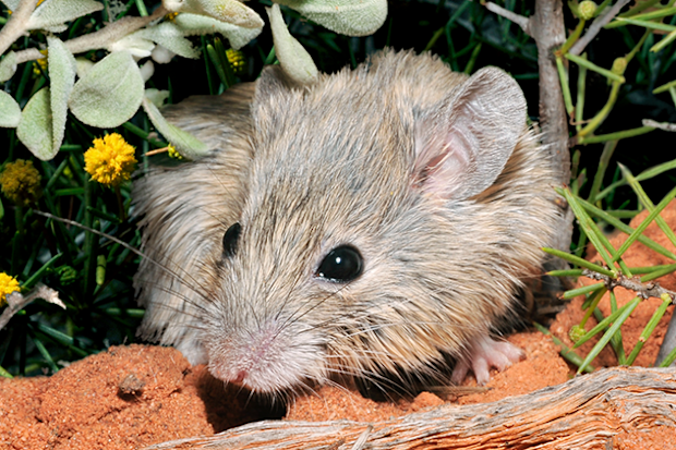 A Shark Bay mouse.
