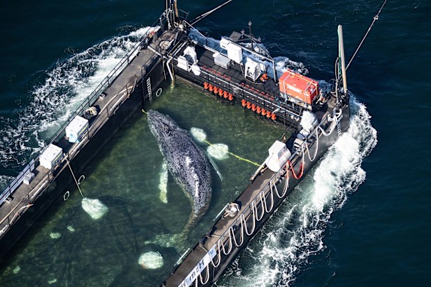 A rescue team released from a barge in the North Sea a humpback whale that had been stranded in shallow waters near Germany since March witnesses said.