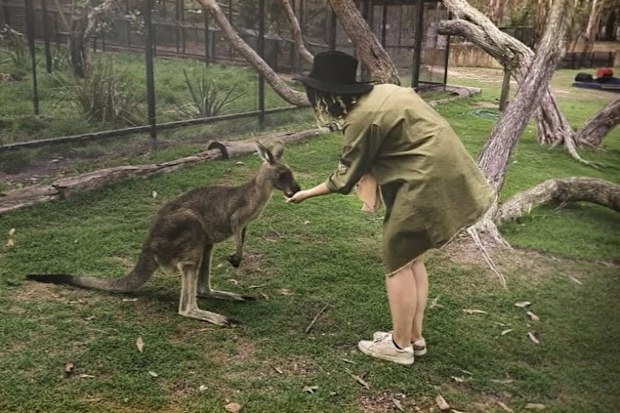 Emily kangaroo