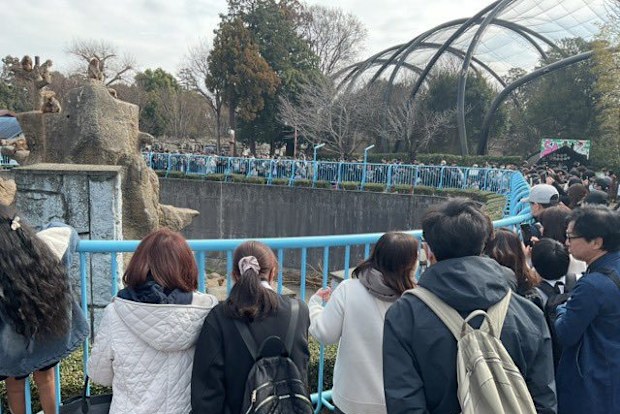 Crowds form to see Punch the monkey at Ichikawa City Zoo, Japan. 