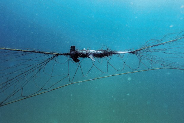An entangled scalloped hammerhead shark dead in a net installed at Sydney's Palm Beach.