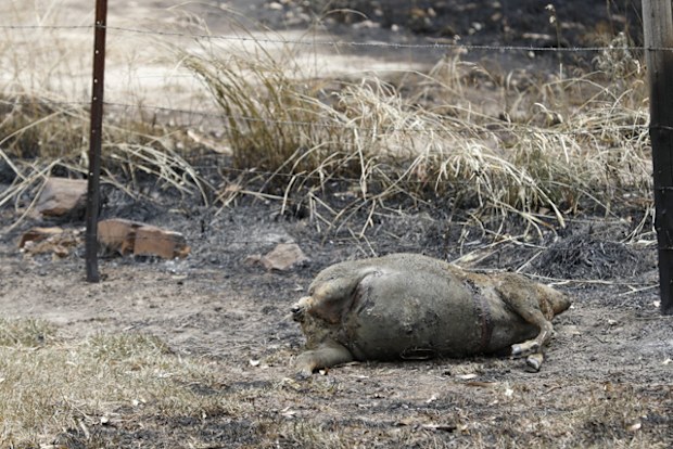 Dead livestock in a burnt paddock at Woodside in Adelaide.