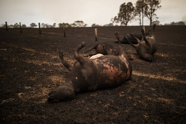 A number of cows lay dead after being killed during a bushfire in Coolagolite, NSW.