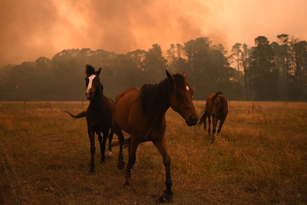 Horses are seen in a paddock as the Gospers Mountain Fire impacts a property at Bilpin