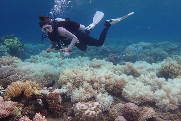 A reef researcher dives to observe the impact of mass bleaching on the Great Barrier Reef in 2017. In 2016, bleaching was most severe in the northern third of the Reef, while one year on, the middle third has experienced the most intense coral bleaching. (Photo: ARC Centre of Excellence for Coral Reef Studies)