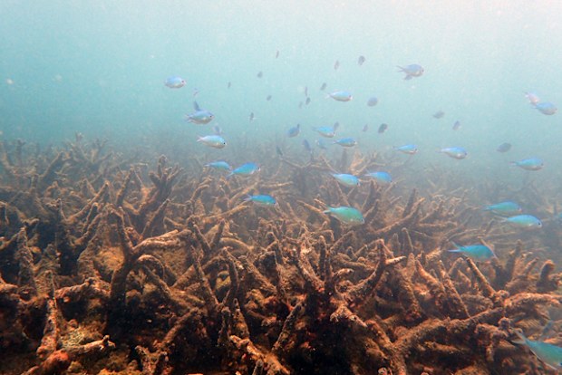 Researchers from ARC Centre of Excellence for Coral Reef Studies said bleaching is caused by record-breaking temperatures driven by global warming. (Photo: ARC Centre of Excellence for Coral Reef Studies)