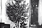 Edward H. Johnson, an associate of inventor Thomas Edison and the Vice President of the Edison Electric Light Company, became the first person to decorate a Christmas tree with electric lights at his home in New York City.
